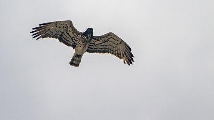Short-toed Snake Eagle