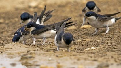 Common House Martin