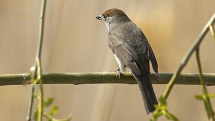 Eurasian Blackcap