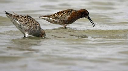 Curlew Sandpiper
