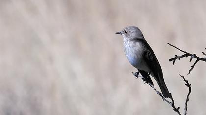 Spotted Flycatcher