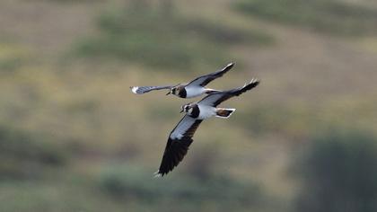 Northern Lapwing