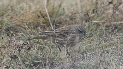 Water Pipit
