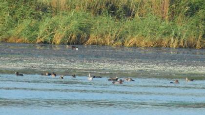 Common Pochard