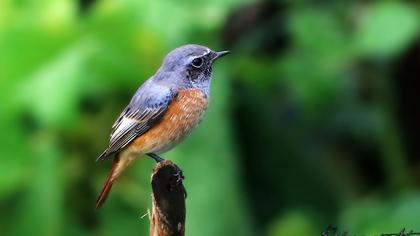 Common Redstart
