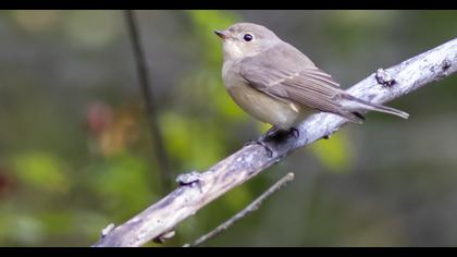 Red-breasted Flycatcher