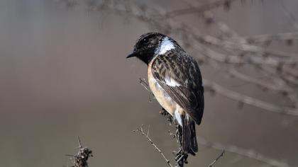 European Stonechat