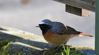 Common Redstart