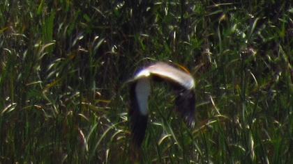 Spur-winged Lapwing