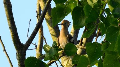 Eurasian Hoopoe