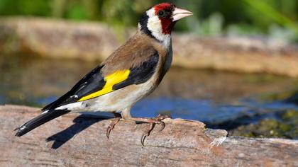 European Goldfinch