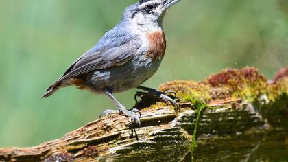 Krüper`s Nuthatch