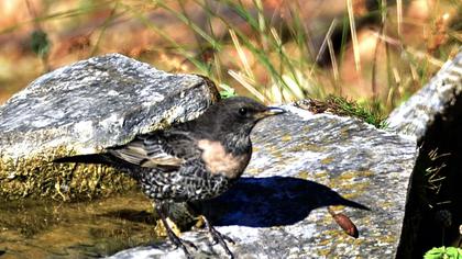Ring Ouzel