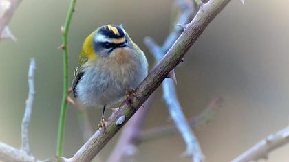 Common Firecrest