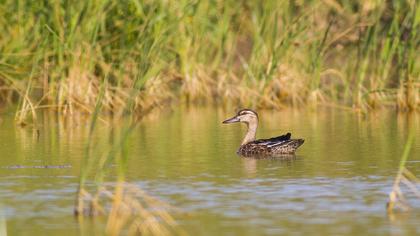 Garganey