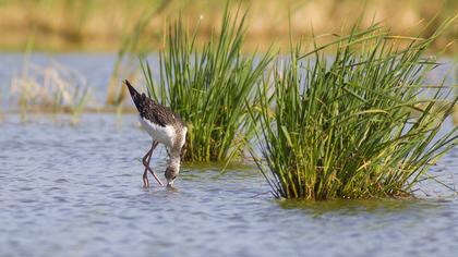 Black-winged Stilt