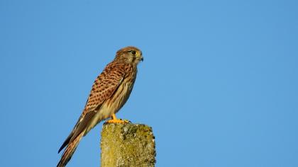 Common Kestrel