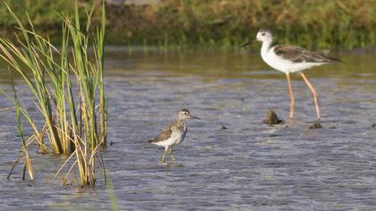 Wood Sandpiper