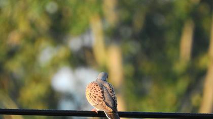 European Turtle Dove