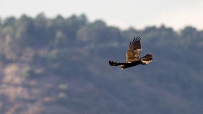 Western Marsh Harrier