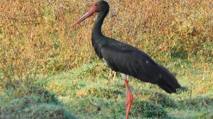 Black Stork