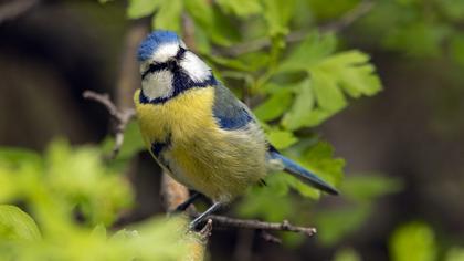 Eurasian Blue Tit