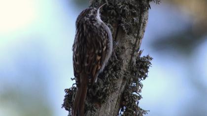 Short-toed Treecreeper