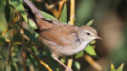 Cetti`s Warbler