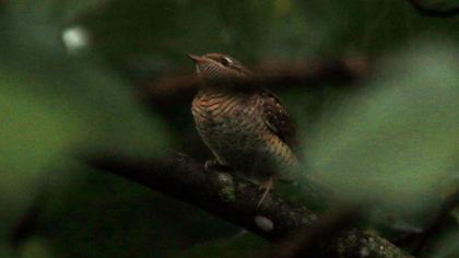 Eurasian Wryneck