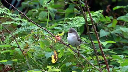 Barred Warbler