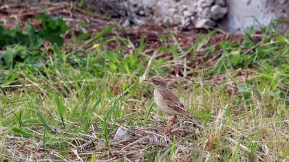 Tawny Pipit
