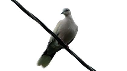 Eurasian Collared Dove