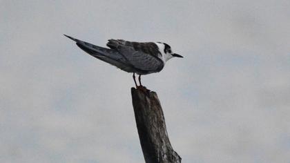 White-winged Tern