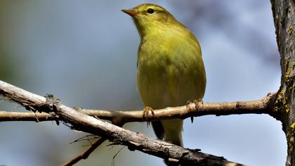 Willow Warbler