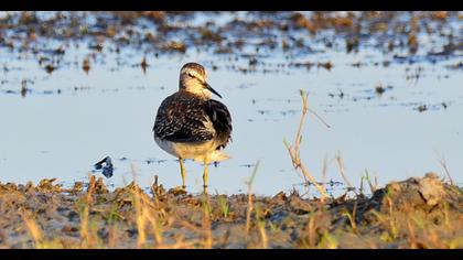 Wood Sandpiper