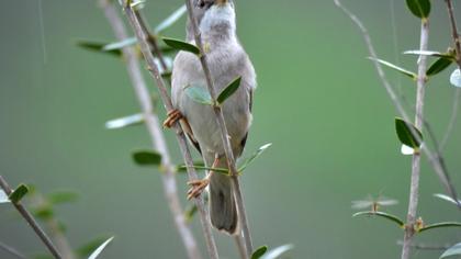 Common Whitethroat