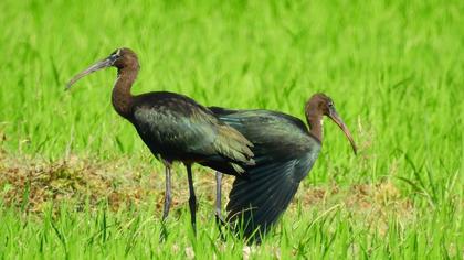 Glossy Ibis