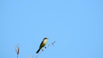 Western Yellow Wagtail