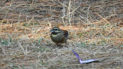 Cirl Bunting