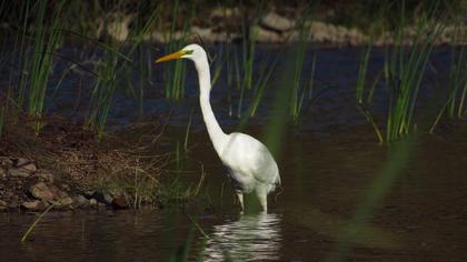 Great Egret