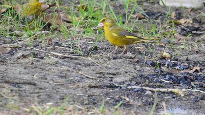 European Greenfinch