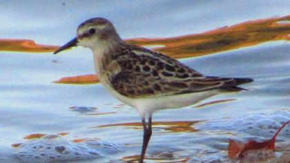 Little Stint