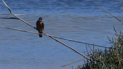 Common Kingfisher