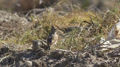 Crested Lark