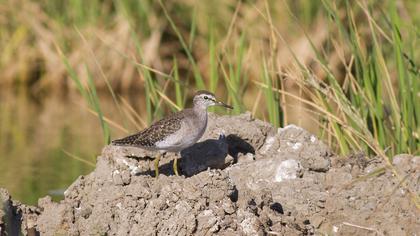 Wood Sandpiper