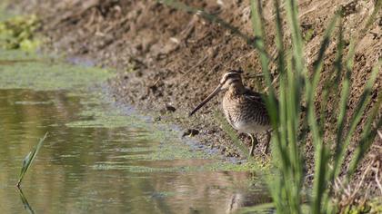 Common Snipe