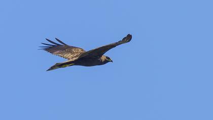 Western Marsh Harrier