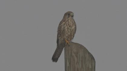 Common Kestrel