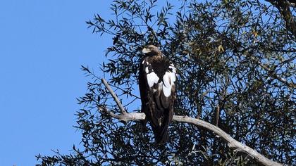 Eastern Imperial Eagle