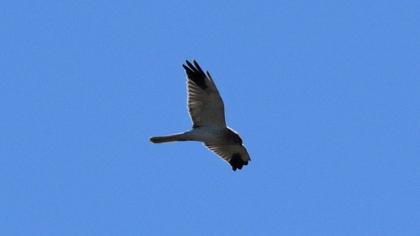 Pallid Harrier